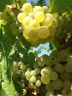 Grappes de Riesling